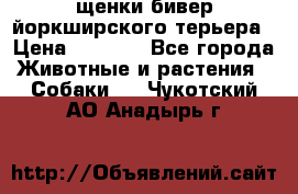 щенки бивер йоркширского терьера › Цена ­ 8 000 - Все города Животные и растения » Собаки   . Чукотский АО,Анадырь г.